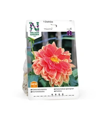 Dahlia Hög dek. Maxime