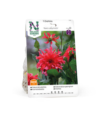 Dahlia Hög dek. Red Labyrinth