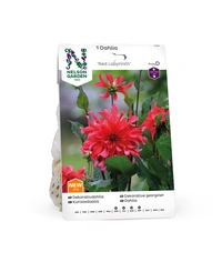 Dahlia Hög dek. Red Labyrinth