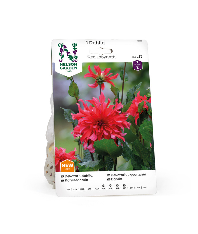 Dahlia Hög dek. Red Labyrinth