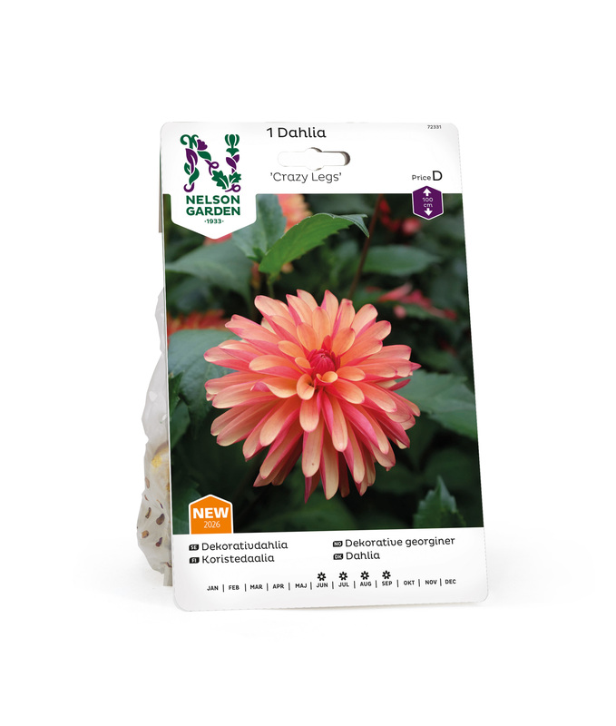 Dahlia Låg dek. Crazy Legs, Rödgul