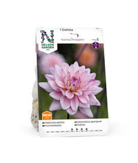 Dahlia Låg dek. Karma Prospero