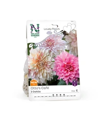 Dahlia, Otto´s Dinnerplate Café LM