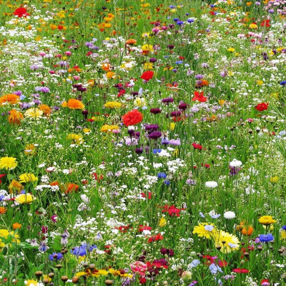 Blomsterblandning medelhög (30-60cm) 1 kg Ettårig
