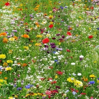 Blomsterblandning medelhög (30-60cm) 1 kg Ettårig