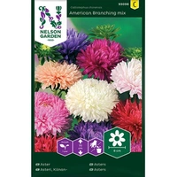 Aster, Busk, Amerikansk, v22