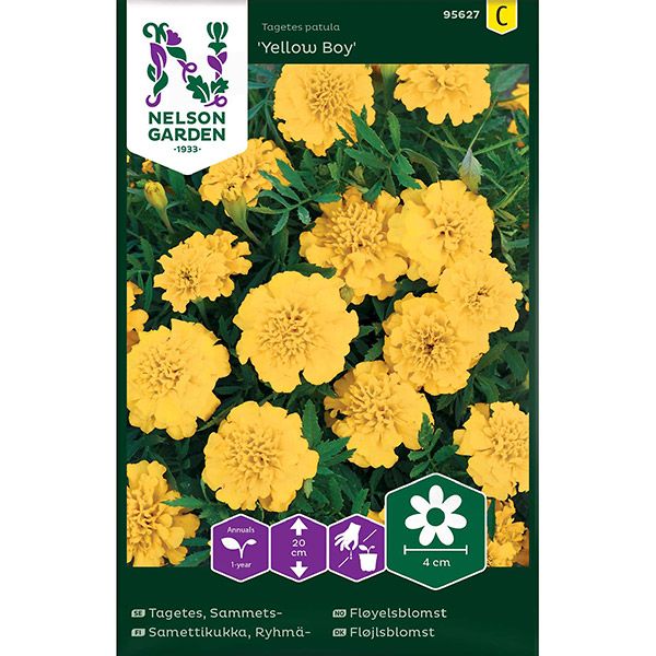 Tagetes, Sammets-, Yellow Boy, v22