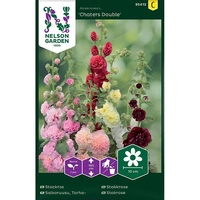 Stockros, Charters, dubbel, v30