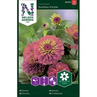 Zinnia, Sunbow Purple, v22