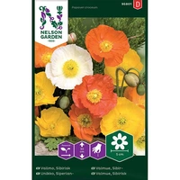 Vallmo, Sibirisk, bl färger, v30