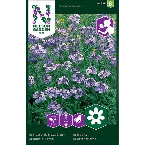 Nattviol, Trädgårds-, violett, v26