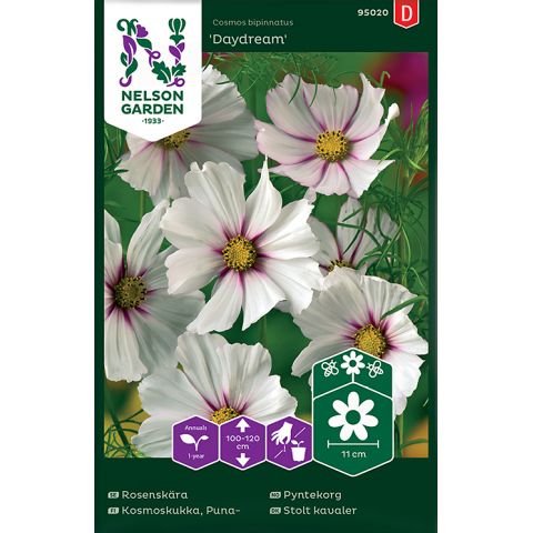 Rosenskära, Daydream, v22