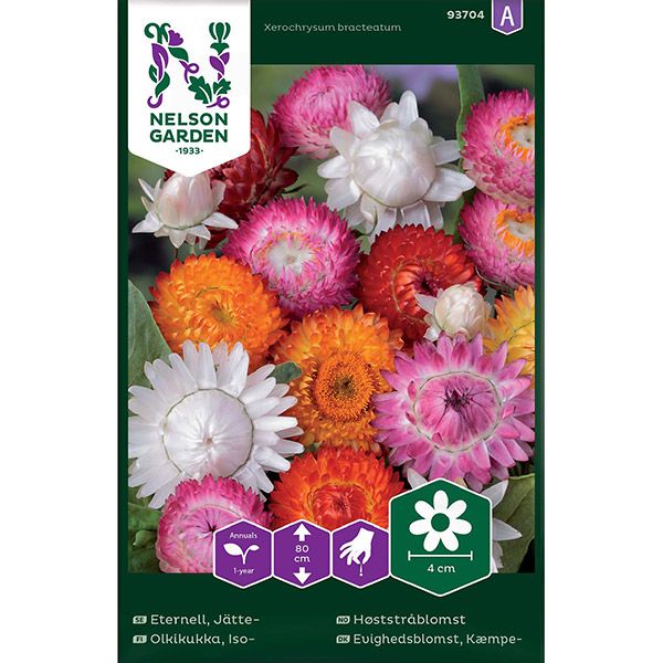 Eternell, Jätte-, hög, bl färger, v22