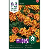 Tagetes, Sammets-, Bolero, v22