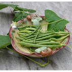 Böna, Bryt-, Cogito, v24