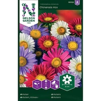 Aster, Enkel, bl färger, v22