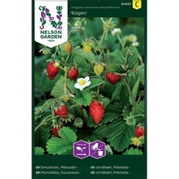 Smultron, Månads-, Rügen, v26