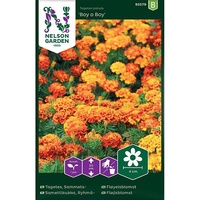 Tagetes, Sammets-, Boy o Boy, v26