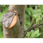 Sårbalsam tub 150gr