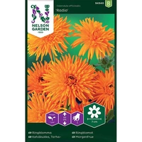 Ringblomma, Radio, v30