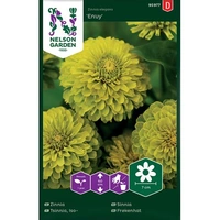 Zinnia, Envy, hög, limegrön, v22