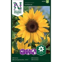 Solros, Jätte-, hög, gul, v26