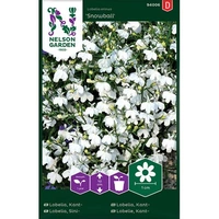 Lobelia, Kant-, Snowball, vit, v17