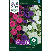 Petunia, Picobella F1, mini, bl färger, v17