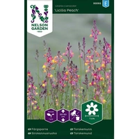 Färgsporre, Licilia peach, v24