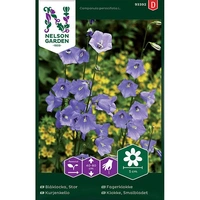 Blåklocka, Stor, v30