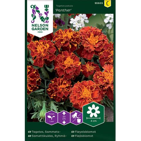 Tagetes, Sammets-, Panther, v22