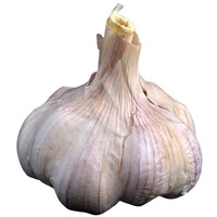 Sättlök Vitlök Thermidrome 60+