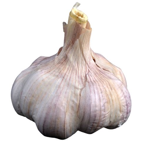 Sättlök Vitlök Thermidrome 60+