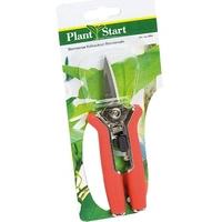 Nelson Garden, blomsax