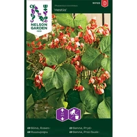 Böna, Blomster-, Hestia, låg, v26