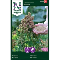 Quinoa, Vikinga, v, v22