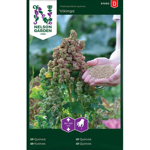 Quinoa, Vikinga, v, v22