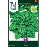 Spenat, Vroeg Reuzenblad, Organic, v30