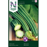 Squash, Latino F1, v26