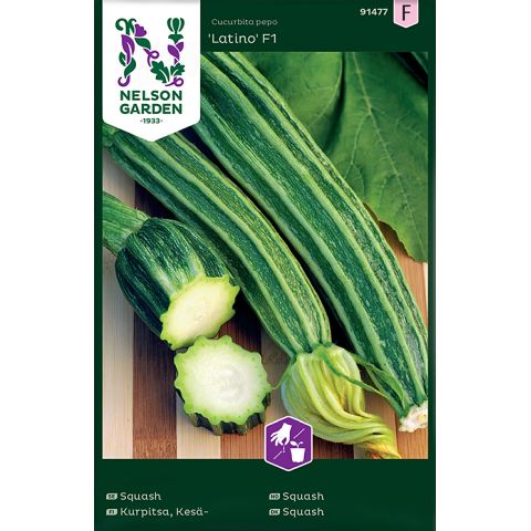 Squash, Latino F1, v26