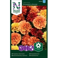 Tagetes, Sammets-, 'Strawberry Blonde', v24