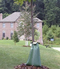 Bevattningssäck Treegator 75L