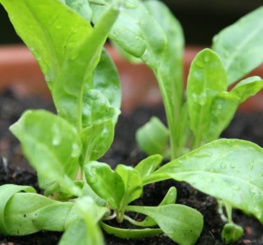 Hasselfors S-jord 50L (endast hel pall 45st)