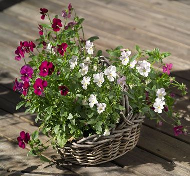 Hasselfors Urn o Balkonglådejord 50L