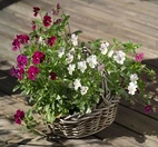 Hasselfors Urn o Balkonglådejord 50L