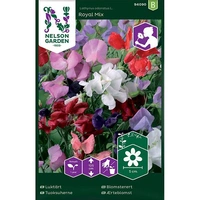 Luktärt, Royal, bl.färger., v26