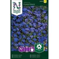 Lobelia, Kant-, Crystal Palace, v17