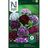 Nejlika, Borst-, Dubbel, bl färger, v30