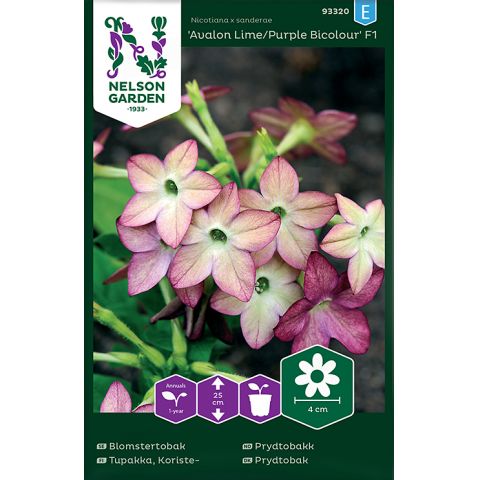 Blomstertobak, Avalon Lime/Purple F1, v17