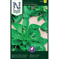 Sallat, Vinter- / Mache, Vert de Cambrai, v30